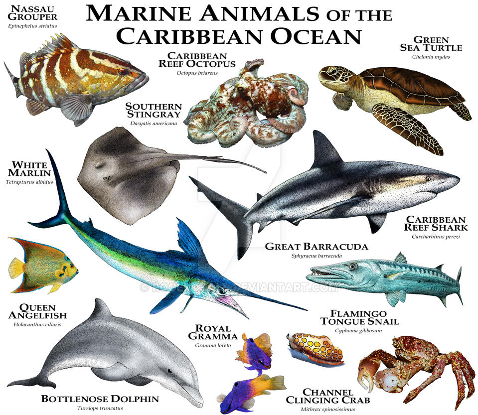Marine Animals of the Caribbean Ocean by rogerdhall on