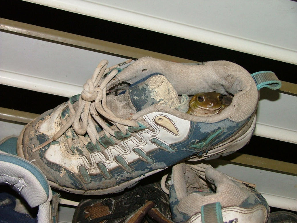 Frog in a shoe by astrals-stock on DeviantArt