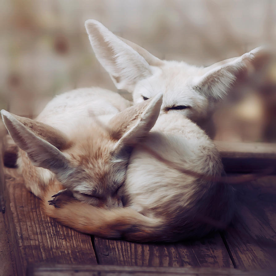 Fennec Foxes by onestepxcloser